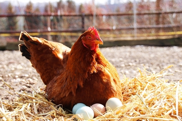 ¿Es posible vacunar frente a Salmonella en aves durante el periodo de puesta? - Image 1