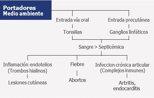 ERISIPELA PORCINA: UNA BACTERIA REEMERGENTE CON ALTO IMPACTO ECONÓMICO - Image 2