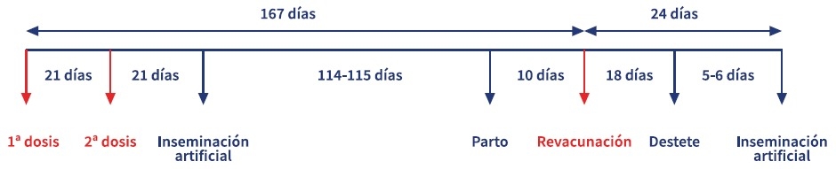 Erisipela porcina: diagnóstico, inmunidad y protección cruzada - Image 3