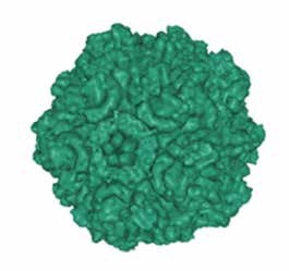 Parvovirus porcino: un antiguo pero todavia importante patógeno - Image 1