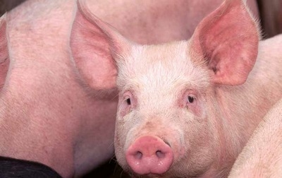 Parvovirus porcino: un antiguo pero todavia importante patógeno - Image 1