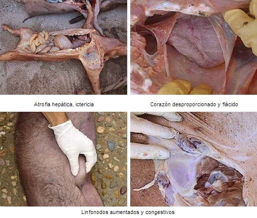 Planteamientos generales que ayuden al control de patógenos en producción de cerdo ibérico - Image 3