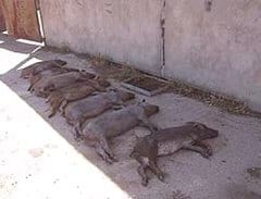 Planteamientos generales que ayuden al control de patógenos en producción de cerdo ibérico - Image 4