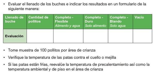 Cimientos sólidos para el manejo de pollos de engorde - Image 2