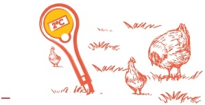 Manual de pollo de engorde - Image 4