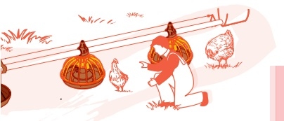 Manual de pollo de engorde - Image 6