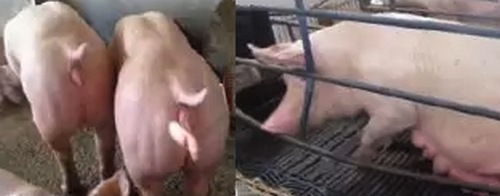 Efectos patológicos en cerdos relacionados con Zearalenona - Image 1