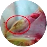 Algunos cuadros clínicos asociados con micotoxicosis en gallinas - Image 1