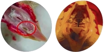 Algunos cuadros clínicos asociados con micotoxicosis en gallinas - Image 1