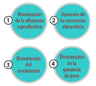Micotoxinas en cerdos. Diagnosis y Relación con enfermedades víricas - Image 1