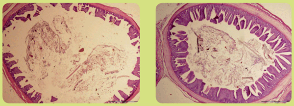 Fig. 4. Aumento de la longitud de las vellosidades en la región de la válvula ileocecal en pollos de engorde suplementado con SILOHEALTH al 0,2% de inclusión durante los primeros 15 días (University of Veterinary and Pharmaceutical Sciences Brno).