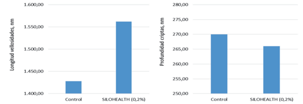Fig. 3. Efecto de SILOHEALTH sobre la morfología de la mucosa duodenal en pollos de 27 días de vida tras infección por coccidia (Leeson y col., 2005).