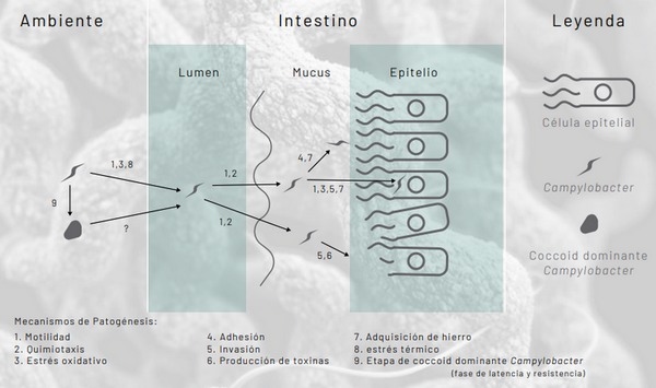 Campylobacter: un patógeno de importancia alimentaria mundial - Image 2