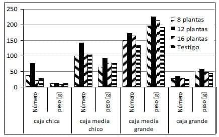 Producción de frutos y Granometría de maní en siembra con distribución homogénea - Image 8