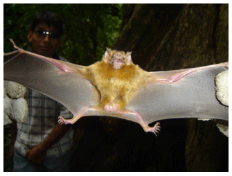 Agente Transmisor Murciélago Hematófago o Vampiro Desmodu rotundus