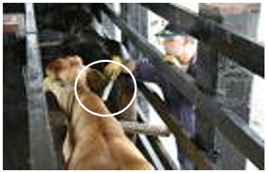 Enfermedades Sanitarias Importantes En Ganadería Bovina Trasmitidas Al Hombre - Image 1