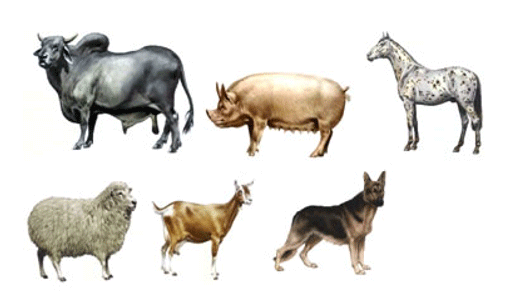 Especies Domestica que Afecta: