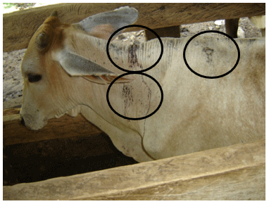 Señales de Mordeduras