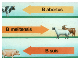 Enfermedades Sanitarias Importantes En Ganadería Bovina Trasmitidas Al Hombre - Image 2
