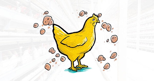 Mycoplasma gallisepticum: conozca mejor esa enfermedad tan perjudicial a las granjas - Image 1