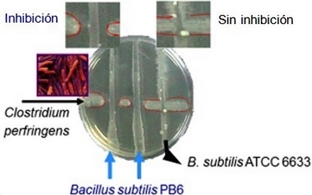 Herramienta de control de enteritis necrótica en avicultura - Image 1