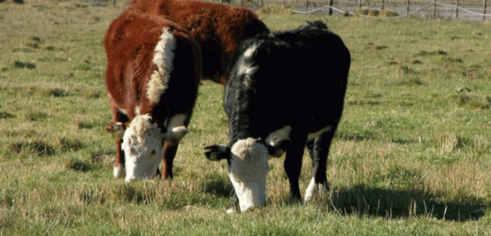 Hipomagnesemia bovina - Image 1