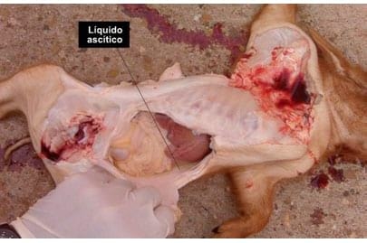 Circovirus Porcino: Un virus física y biológicamente devastador - Image 4