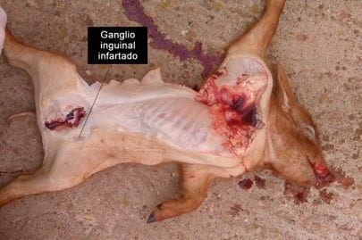 Circovirus Porcino: Un virus física y biológicamente devastador - Image 3