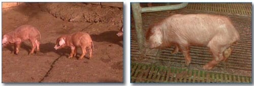 Circovirus Porcino: Un virus física y biológicamente devastador - Image 1