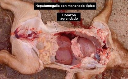 Circovirus Porcino: Un virus física y biológicamente devastador - Image 6