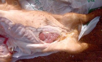 Circovirus Porcino: Un virus física y biológicamente devastador - Image 8