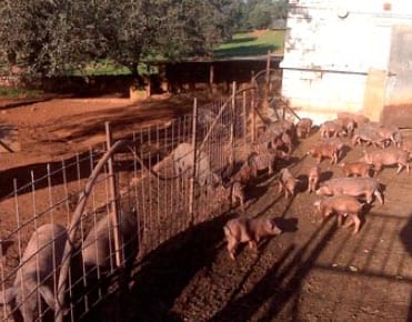 Circovirus Porcino: Un virus física y biológicamente devastador - Image 2