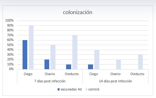 Salmonella en aves: ¿Podemos vacunar durante el periodo de producción de huevos con total seguridad? - Image 5