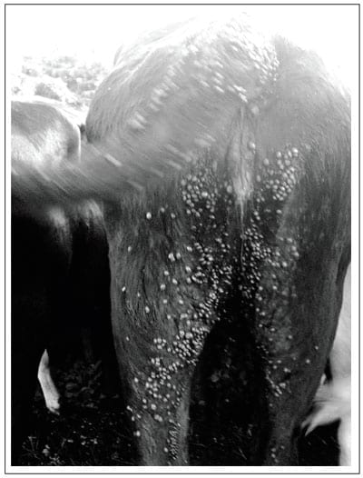 La vacunación simultánea de bovinos con Lactobacillus casei y la vacuna bivalente contra babesiosis bovina genera una mejor protección contra Babesia bovis y B. bigemina transmitidas por garrapatas en condiciones extremas de campo - Image 5