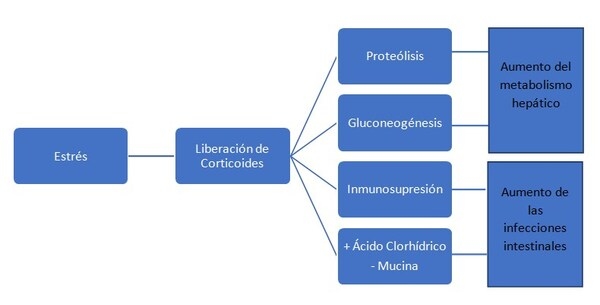 La silimarina como herramienta de control del estrés en la producción animal - Image 2