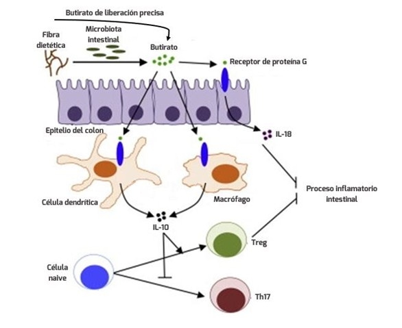 Salud intestinal en la cerda y su impacto en la producción de leche y resultados de la camada - Image 2