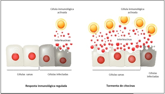 Peste porcina africana: el papel de la inmunidad y el fortalecimiento del sistema inmunológico para ayudar a prevenir enfermedades - Image 1
