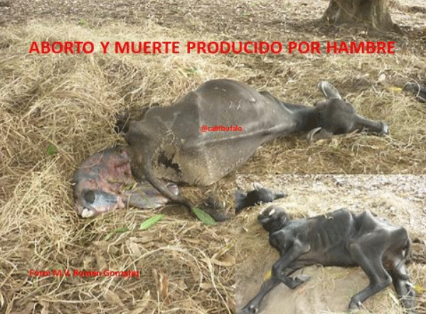 Ciclo de Vida en Búfalas. - Image 1