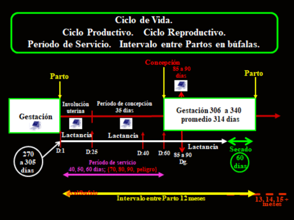 Figura 1. Ciclo de Vida.