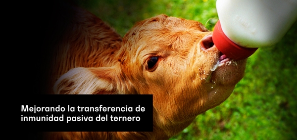 Mejorando la transferencia de inmunidad pasiva del ternero - Image 1