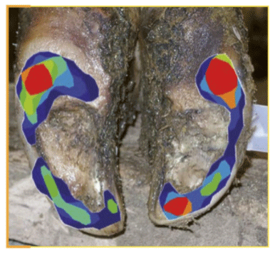 Pododermatitis y el manejo de la prevención - Image 1
