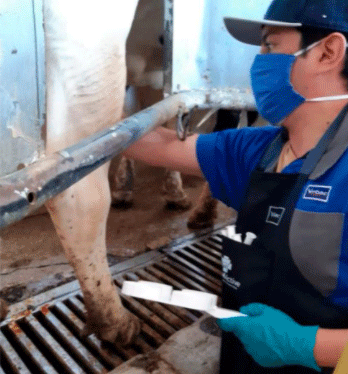 La suplementación mineral y su beneficio en la salud de la ubre