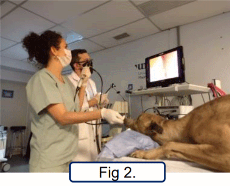 2- Toma de muestras por rinoscopia para cultivo micológico e identificación del agente