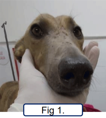 1- Paciente con rinitis crónica unilateral y diagnóstico previo de aspergilosis nasal por histopatología