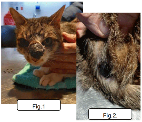 PRIMER REPORTE DE FEOHIFOMICOSIS PRODUCIDA POR Phialophora americana EN UN GATO DOMESTICO. - Image 1