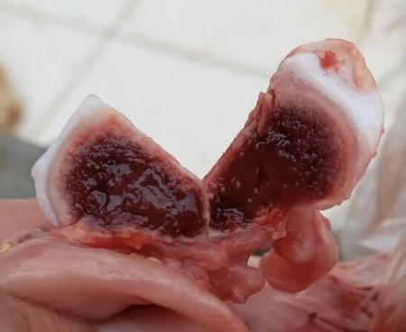Problemas locomotores en pollos de engorde - Image 1