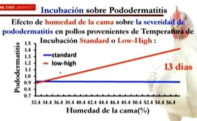Problemas locomotores en pollos de engorde - Image 5
