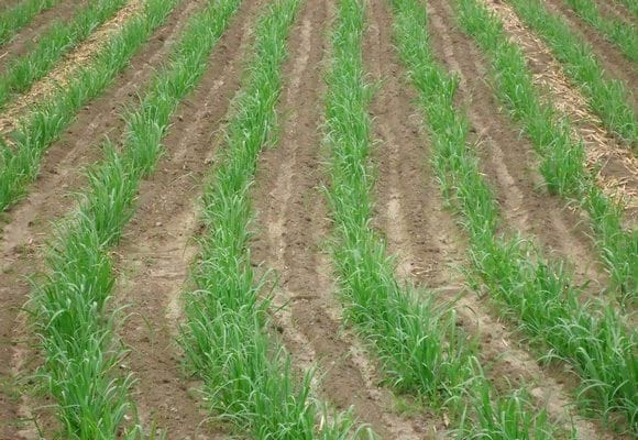 Principios fundamentales del riego por gravedad en el cultivo de caña de azúcar - Image 3