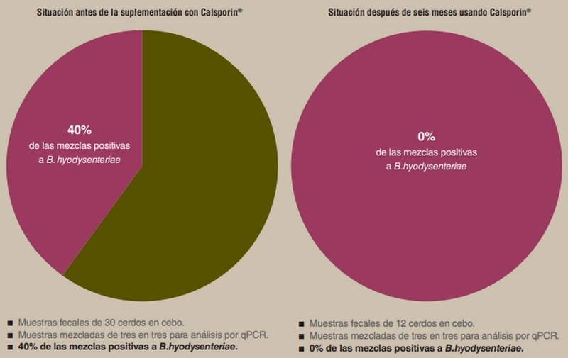 Disentería porcina: ¿qué hay que añadir (a la dieta)? - Image 1