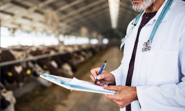El uso de antibióticos en la industria veterinaria - Image 1